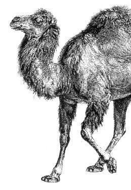 Linguaggi/Perl